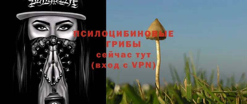 Псилоцибиновые грибы Psilocybine cubensis  Ялуторовск 